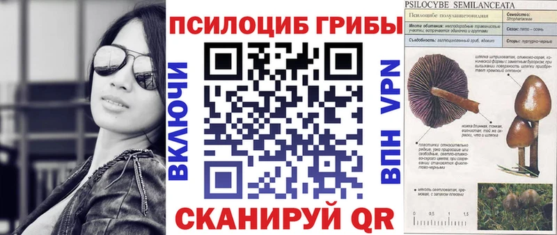 Купить где Звенигово Псилоцибиновые грибы Psilocybe